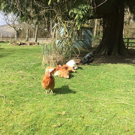 Kennels Cottage Stirling Luaran gambar